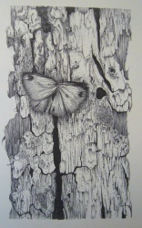 le papillon sur le tronc 1960-crayon 40x30cm